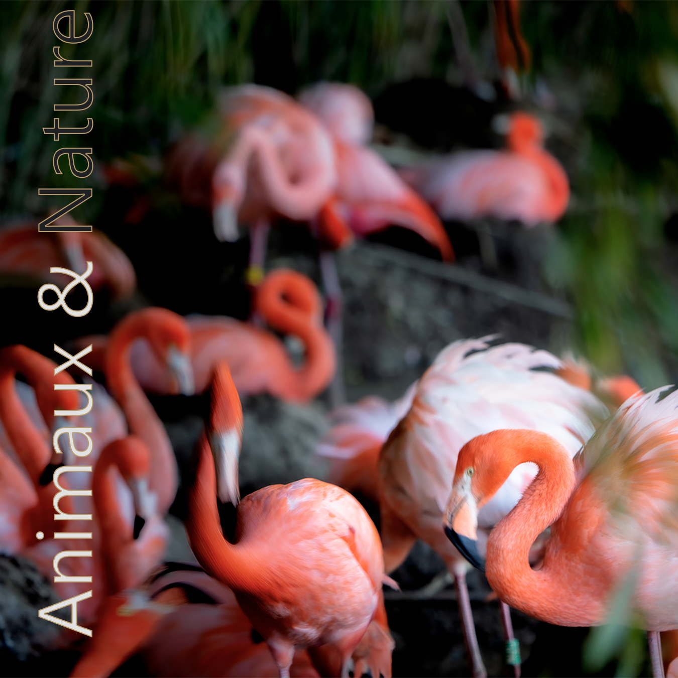 animaux nature
